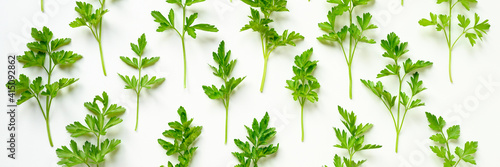 fresh organic parsley leaves arranged in a row on a white background. banner