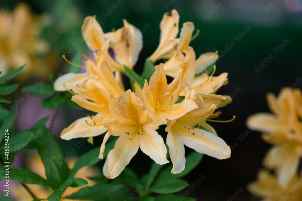 Close up of beautiful Yellow Azalea or Rhododendron Austrinum flowers in Vancouver Close up of beautiful Yellow Azalea or Rhododendron Austrinum flowers in Vancouver
