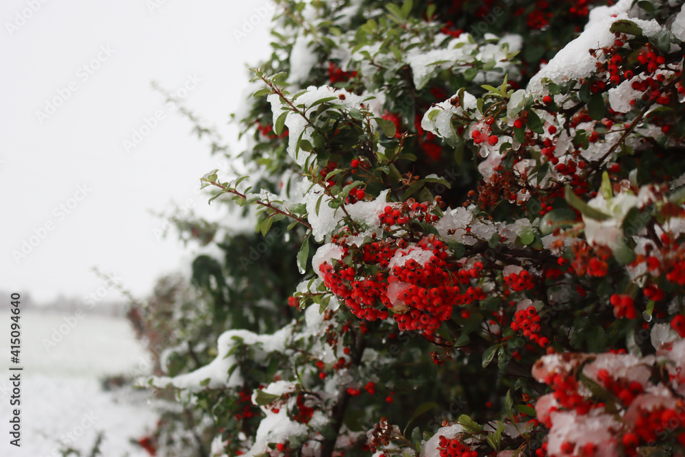 Pyracantha bush with ripe red berries on branch covered by snow on winter season Pyracantha bush with ripe red berries on branch covered by snow on winter season