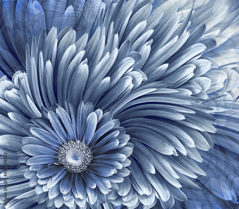 Beautiful floral background. Blue gerbera flowers. Nature. foto de Stock |  Adobe Stock