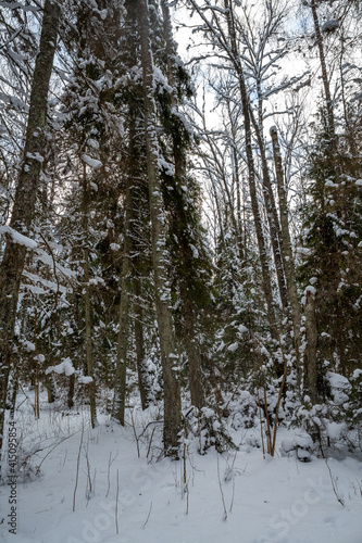 Fototapeta Naklejka Na Ścianę i Meble -  Winter forest walk road