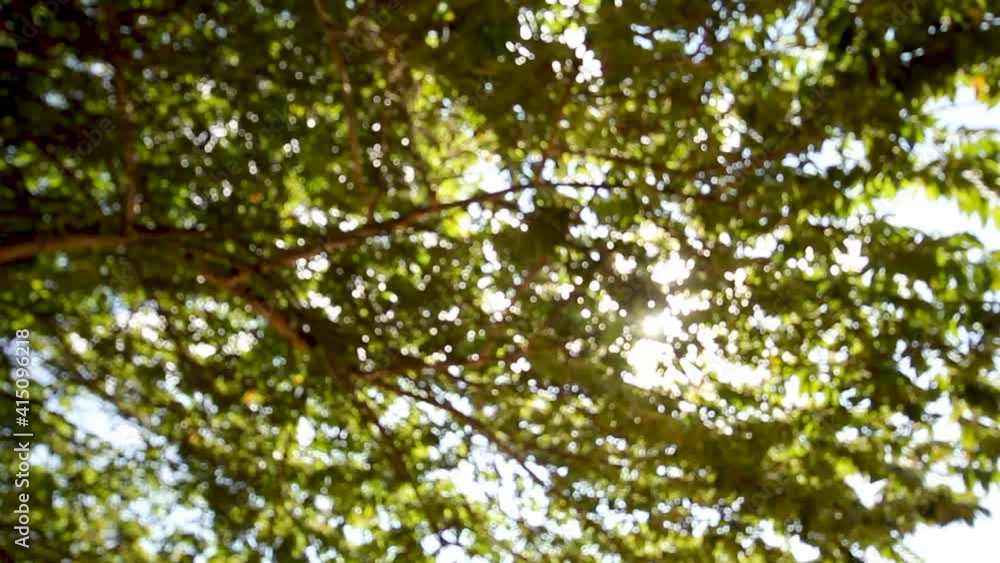 bokeh, the sunlight seeping through the trees bokeh, the sunlight seeping through the trees