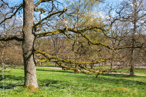 Oak tree in a park in the spring