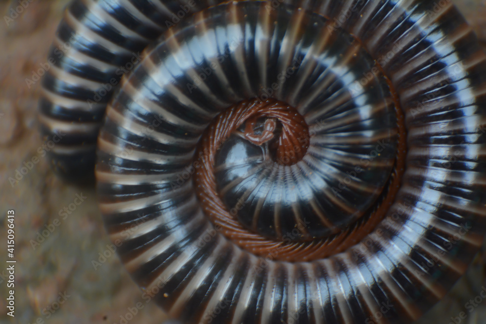 macro image of a millipedes in shallow depth of field  