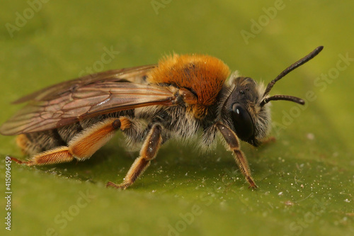 Closeup of a colorful female Early miing bee , Andrena haemorrhoa on a green leaf © Henk