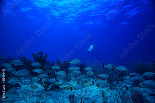school of fish underwater photo  Gulf of Mexico  Cancun  bio fishing resources