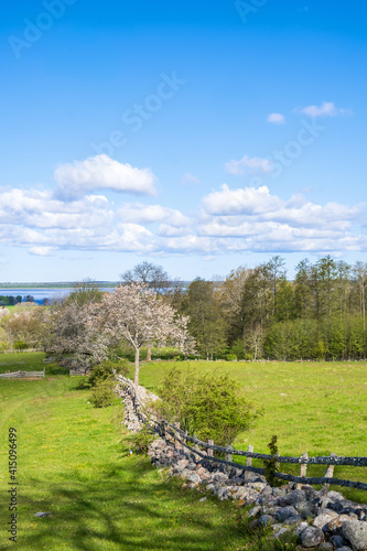 Landscape view with flowering cherry trees by a stone wall