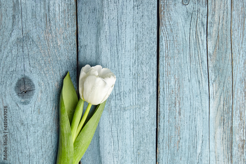 White tulip flower on light blue background