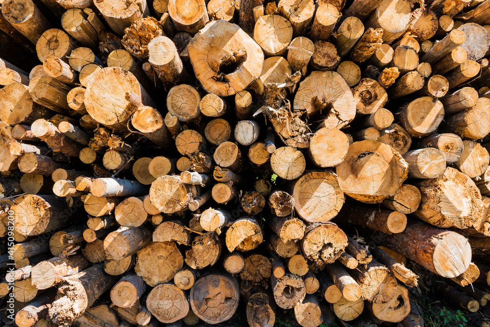Tree cut cross section texture. Chopped logs are piled in bulk in the forest to form a decorative pattern. Tree cut cross section texture. Chopped logs are piled in bulk in the forest to form a decorative pattern.