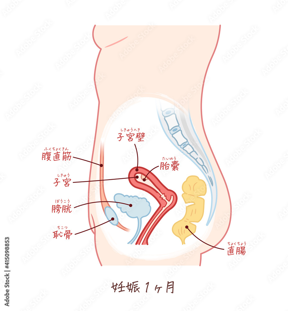 胎児の成長 妊娠1ヶ月 のイラスト テキスト付き Stock Vector Adobe Stock 胎児の成長 妊娠1ヶ月 のイラスト テキスト付き Stock Vector Adobe Stock