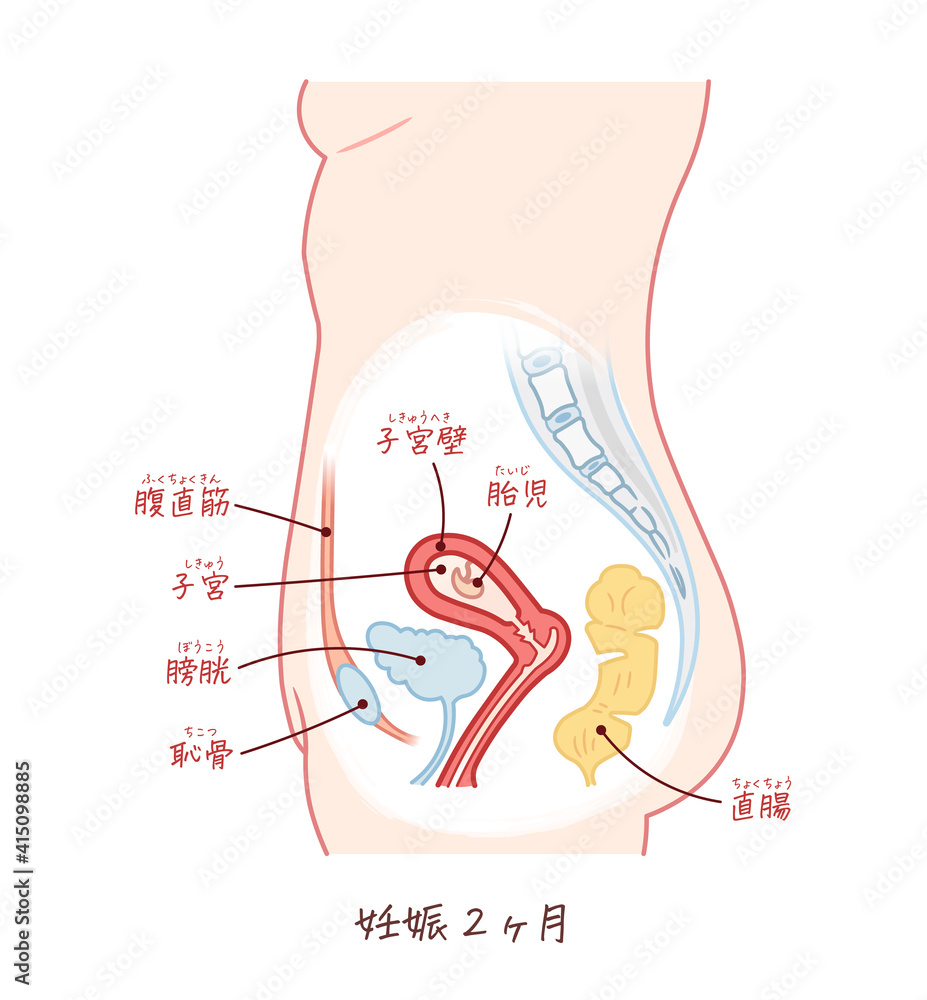 胎児の成長 妊娠2ヶ月 のイラスト テキスト付き Stock Vector Adobe Stock