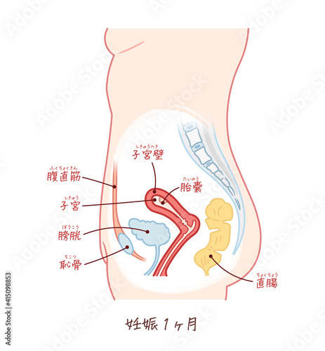 胎児の成長 妊娠1ヶ月 のイラスト テキスト付き Stock Vector Adobe Stock