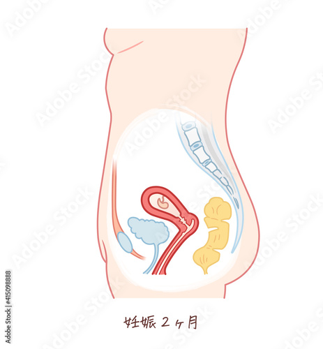 胎児の成長（妊娠2ヶ月）のイラスト