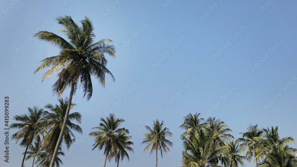 coconut tree with blue sky coconut tree with blue sky