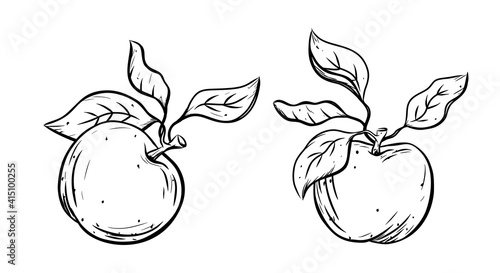 Ink sketch of apple with stalk and leaves. Black linear set of garden fruit. Botanic print, poster, single element for farm product packaging. Graphic isolated vector illustration, white background