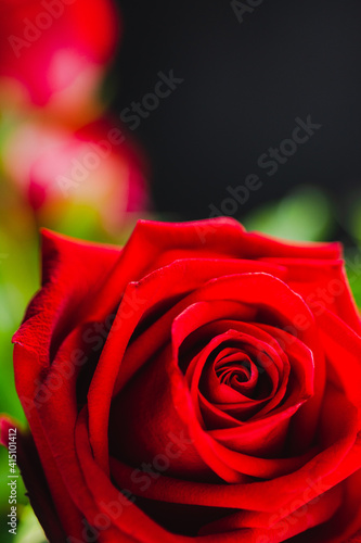 Red rose flower isolated on natural dark background.