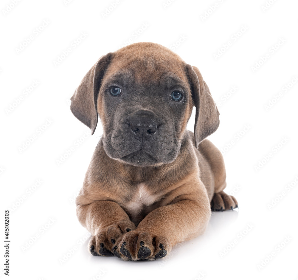 puppy cane corso