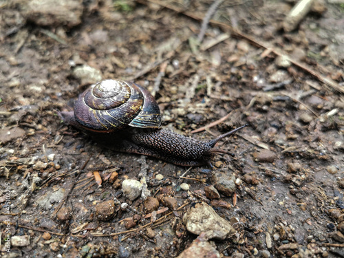 Snail in Shell Slivering in Forest Floor Mud