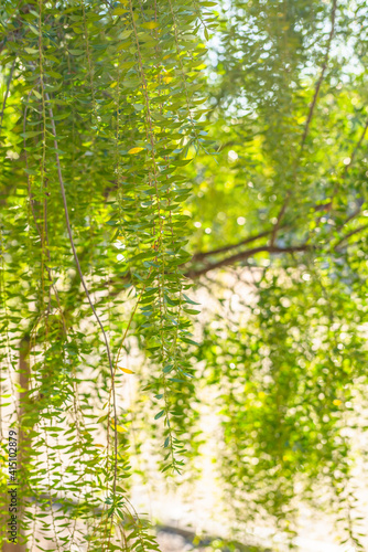 Branch of Mayten tree (Maytenus boaria) close up with soft green background, vertical banner © Hanna Tor
