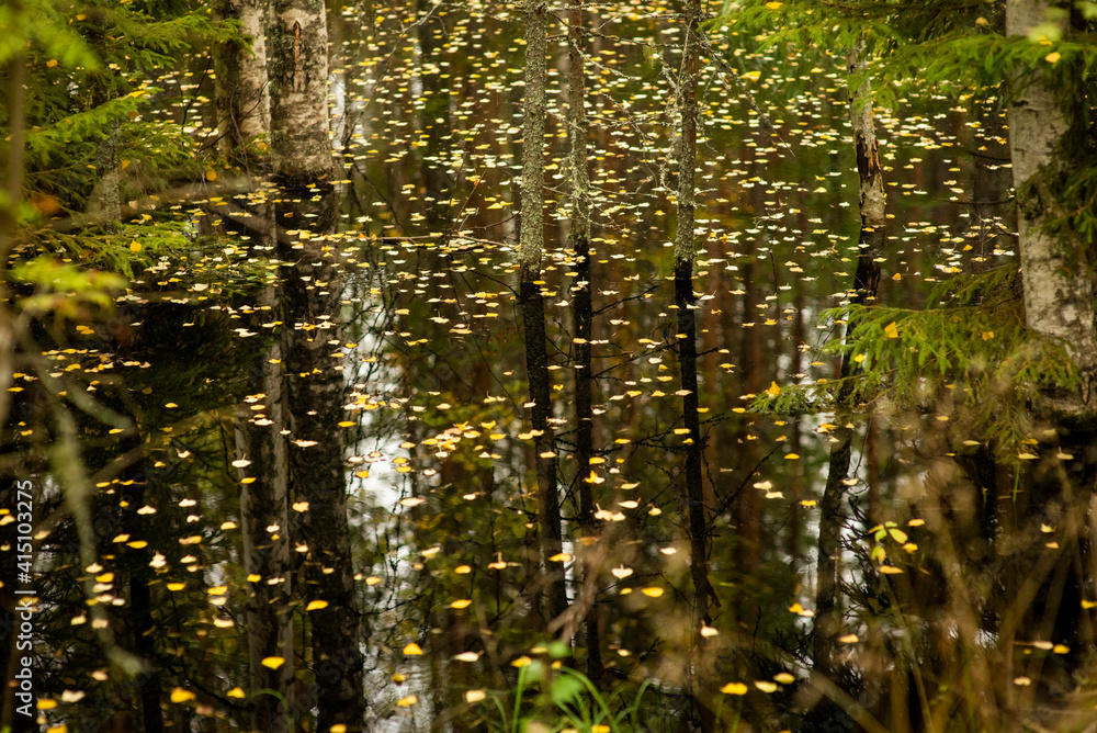 Obraz premium forest lake among trees, selective focus