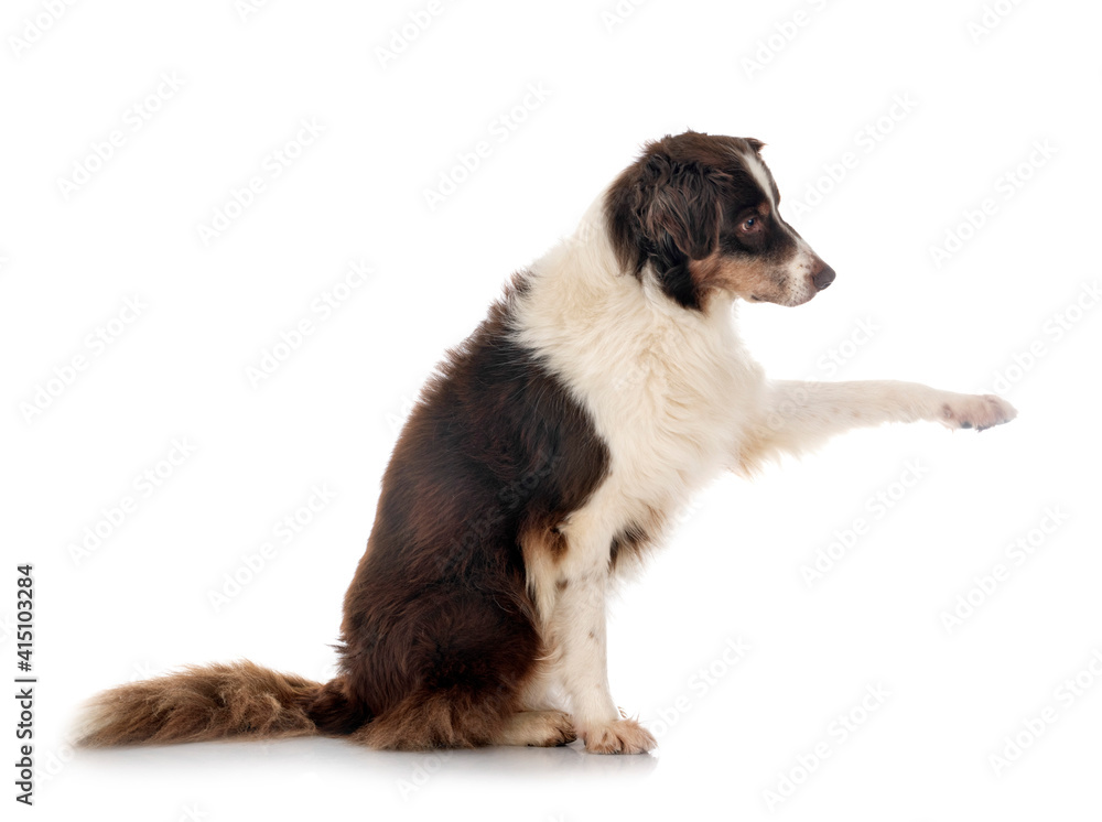Fototapeta premium australian shepherd in studio