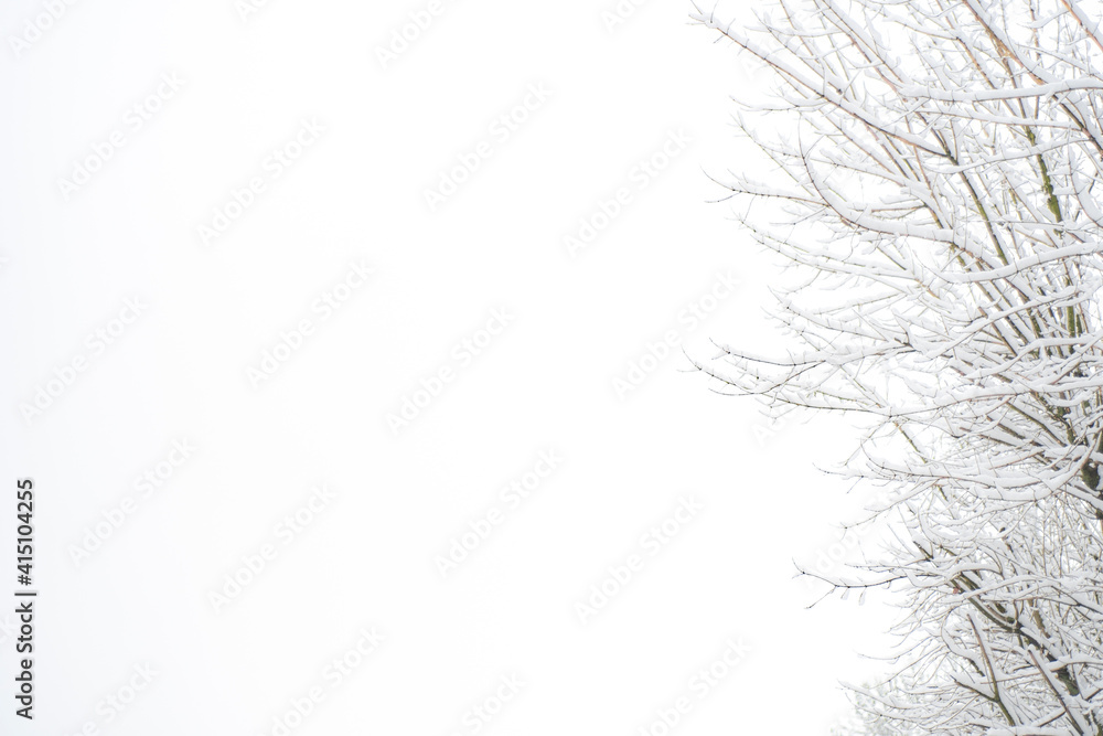 White background for text on a winter theme with tree branches on the side. Cool template for presentation, booklet or book cover White background for text on a winter theme with tree branches on the side. Cool template for presentation, booklet or book cover