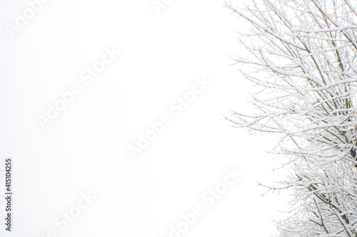 White background for text on a winter theme with tree branches on the side. Cool template for presentation, booklet or book cover