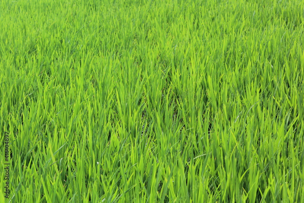 green rice field