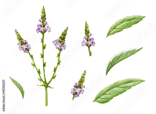 Verbena organic herb watercolor set. Hand drawn vervain plant collection. Purple natural organic flowers with green leaves. Aromatic medicinal verbena herb on white background. Blooming field flower.