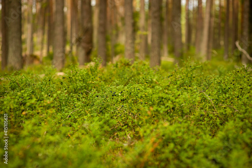 blueberry berries in the forest, selective focus