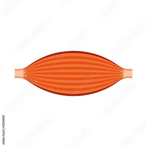 Arm muscle line icon, strenght anatomy symbol