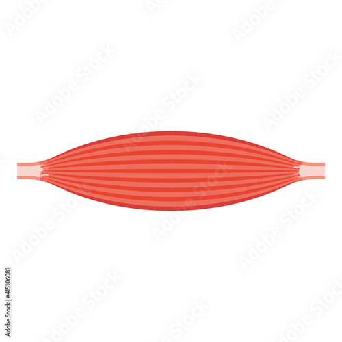 Arm muscle line icon, strenght anatomy symbol