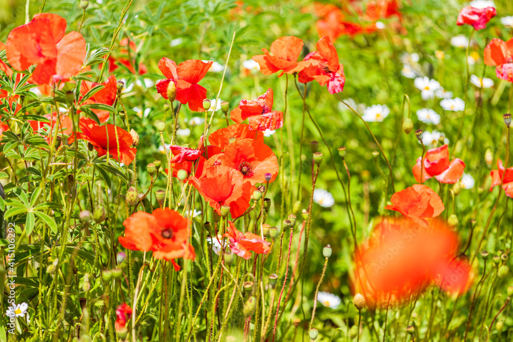 Naklejka premium Italy, Apulia, Metropolitan City of Bari, Locorotondo. Field of poppies.