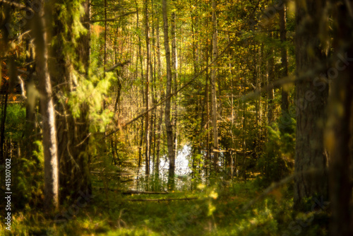 Fototapeta Naklejka Na Ścianę i Meble -  landscape in a pine forest, selective focus