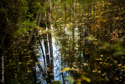 forest lake among trees, selective focus