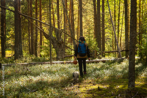 a man walks through a pine forest, selective focus