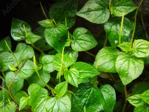 small plant with green leaves. suitable background wallpaper