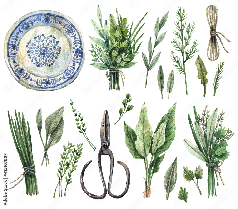 Large watercolor set of illustrations - gardening, kitchen herbs, provence. Parsley, dill, sage, oregano, thyme, mint, basil, bunches of herbs, rope, vintage scissors, ceramic plate - isolated on whit - obrazy, fototapety, plakaty 