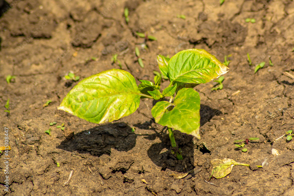 Sick pepper leaves in the garden on a sunny day, photo for the designer Sick pepper leaves in the garden on a sunny day, photo for the designer