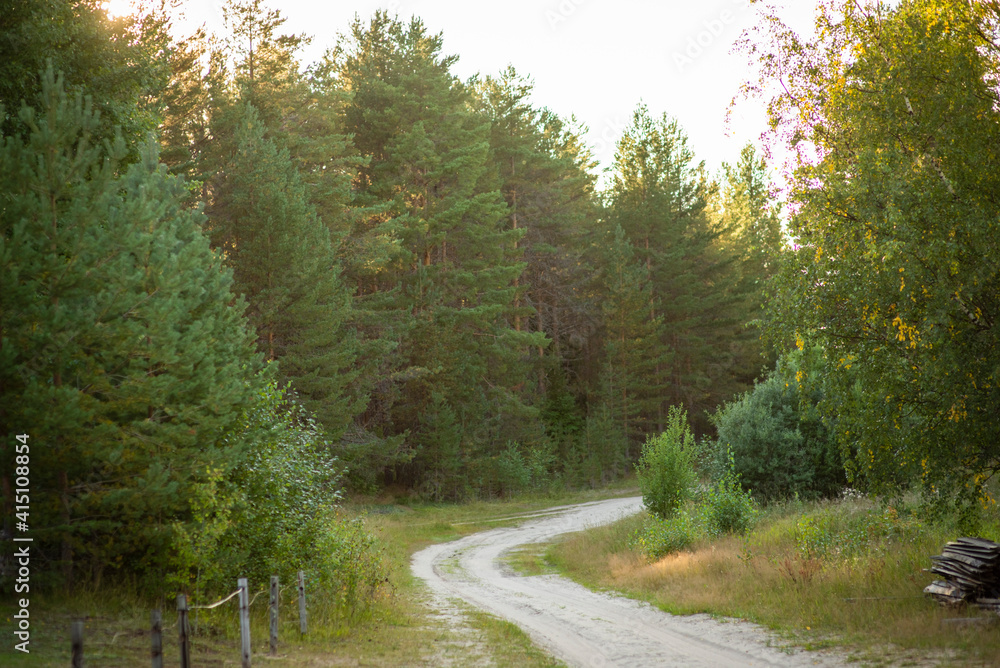 Fototapeta premium summer forest landscape, selective focus