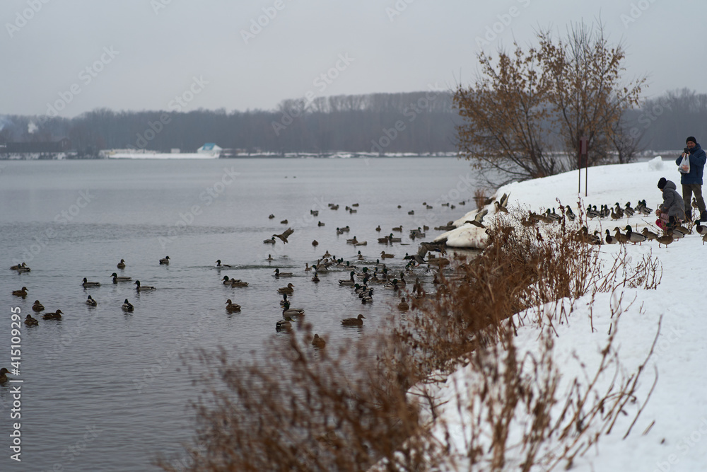 Many wild ducks swim in the winter lake. A flock of ducks in the water. A crowd of ducks floating on the water