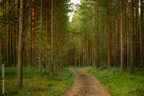 summer forest landscape, selective focus