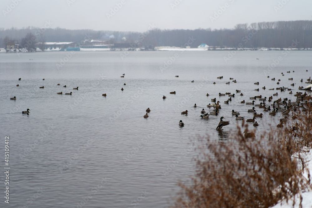 Many wild ducks swim in the winter lake. A flock of ducks in the water. A crowd of ducks floating on the water