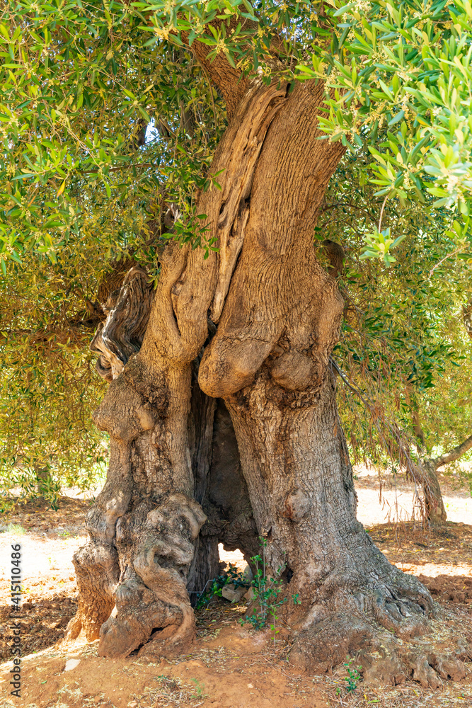 Italy, Apulia, Province of Brindisi, Ostuni. Huge ancient olive tree. Italy, Apulia, Province of Brindisi, Ostuni. Huge ancient olive tree.