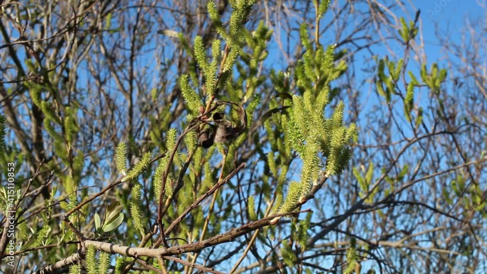 Green pistillate catkin inflorescences bloom on Arroyo Willow, Salix Lasiolepis, Salicaceae, native dioecious deciduous shrub in Ballona Freshwater Marsh, Southern California Coast, Winter.