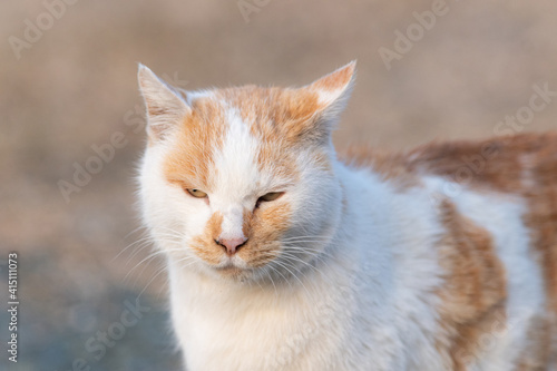 可愛い猫 茶白猫