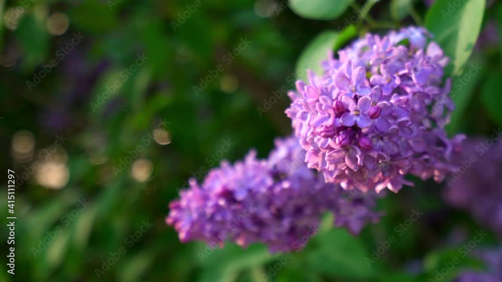 beautiful branch of blooming lilacs lit by the wind swaying in the wind beautiful branch of blooming lilacs lit by the wind swaying in the wind