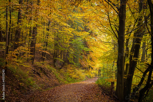 leaves on the trail in forest in autumn