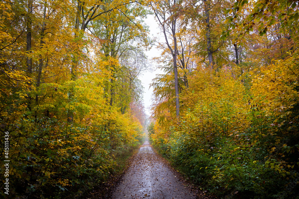 road in autumn in the forest