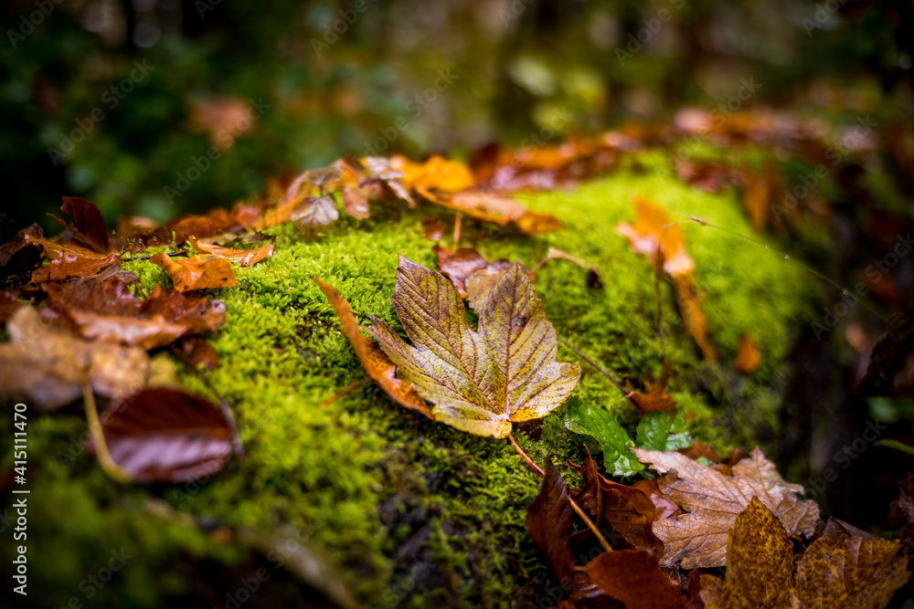 close up of autumn leaves on moss close up of autumn leaves on moss